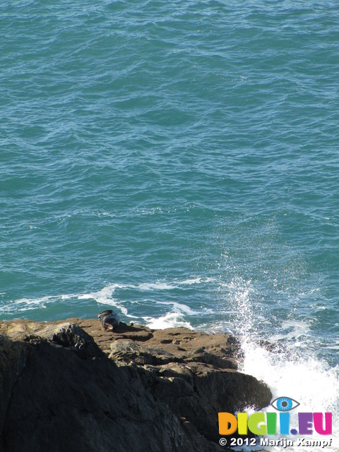 SX24801 Seal in sunshine on rocks